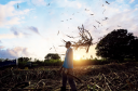 Renegade Rum | Morning Harvest - Old Bacolet